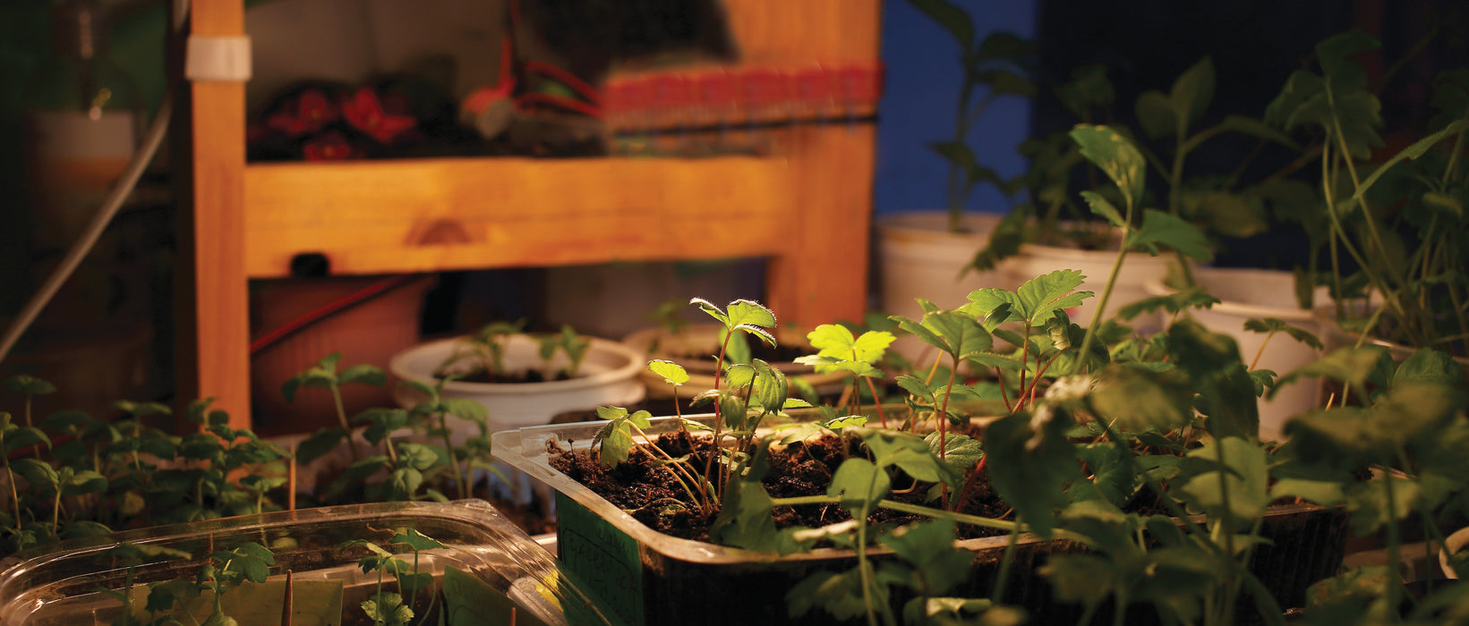 SATCO/NUVO 9W BR30 LED Full Spectrum Plant Grow Lamp Medium Base 120V (S11441)