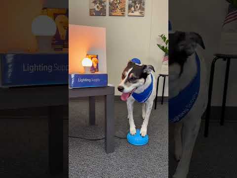 TCP 7.5W LED A19 Turtle Light VIDEO